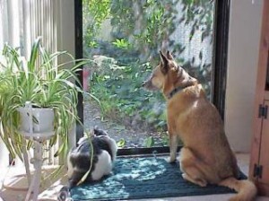 Cat and Dog at the window